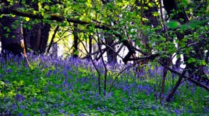 bluebell woods